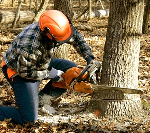 Tree Removal in Somes Bar, CA